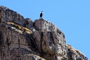 27 Un camoscio di vedetta sui contrafforti rocciosi del Monte Arale